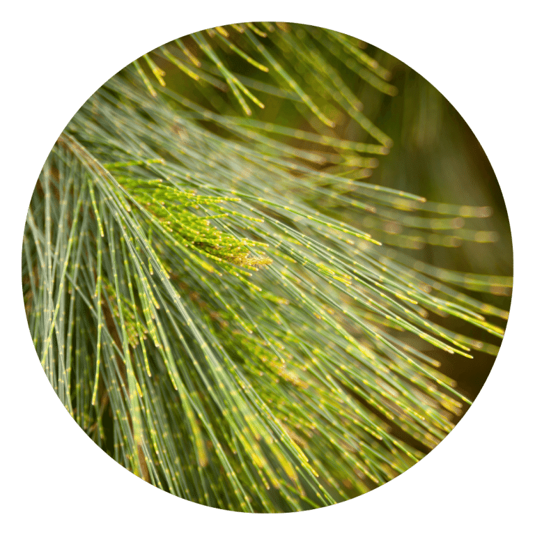 Pine Needles from our wild-crafted tallow made for skin rash relief