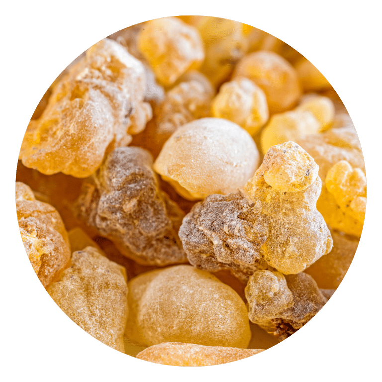 Frankincense Resin used in tallow made for skin rash relief and PUPPs remedy