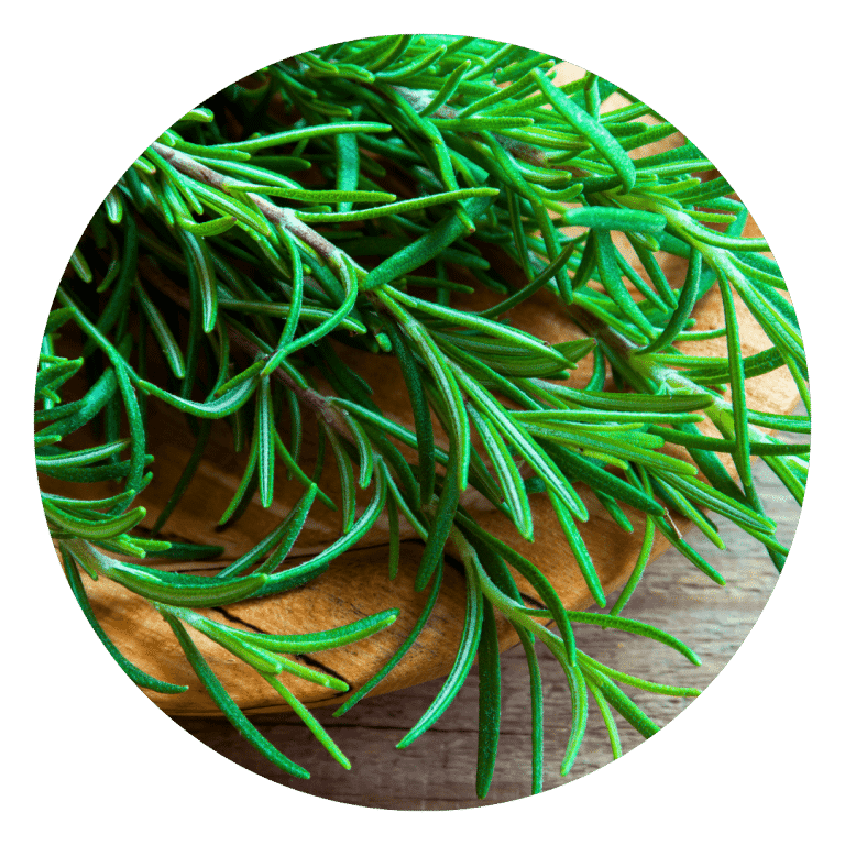 Rosemary Leaves used in tallow made for skin rash relief and PUPPs remedies