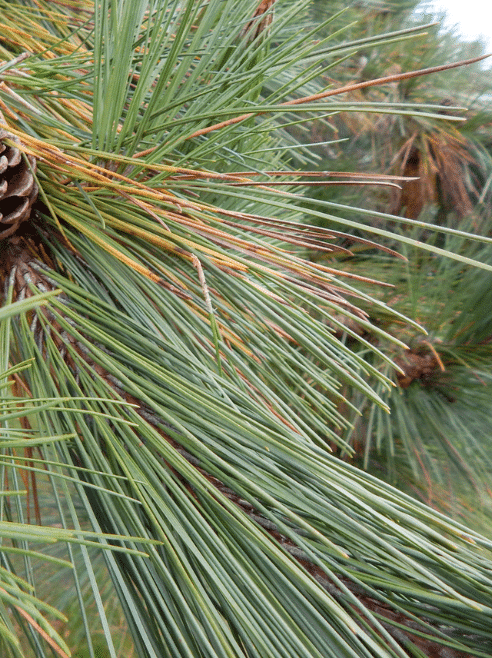 organic pine needles Fresh pine needles used in our 2 oz Grounded Tallow Balm made with Grass-Fed Beef Tallow and Organic Emu Oil for PUPPS rash relief and skin conditions like acne.