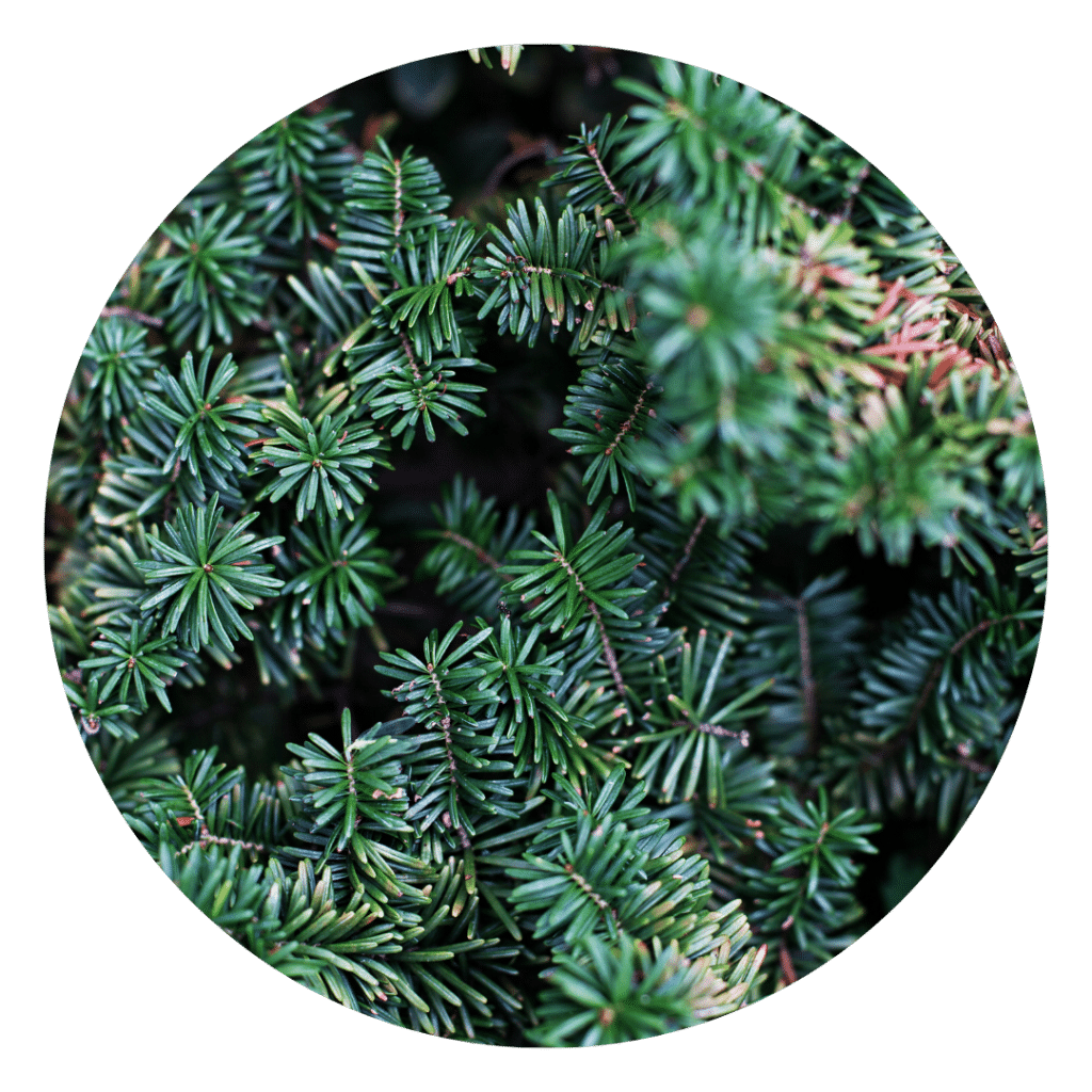 Balsam Fir