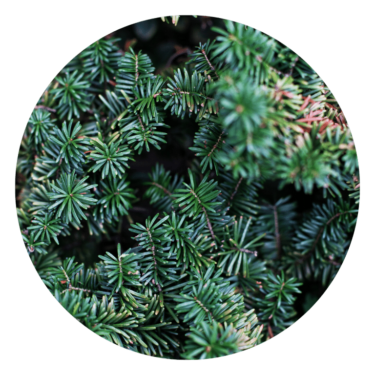 Balsam Fir