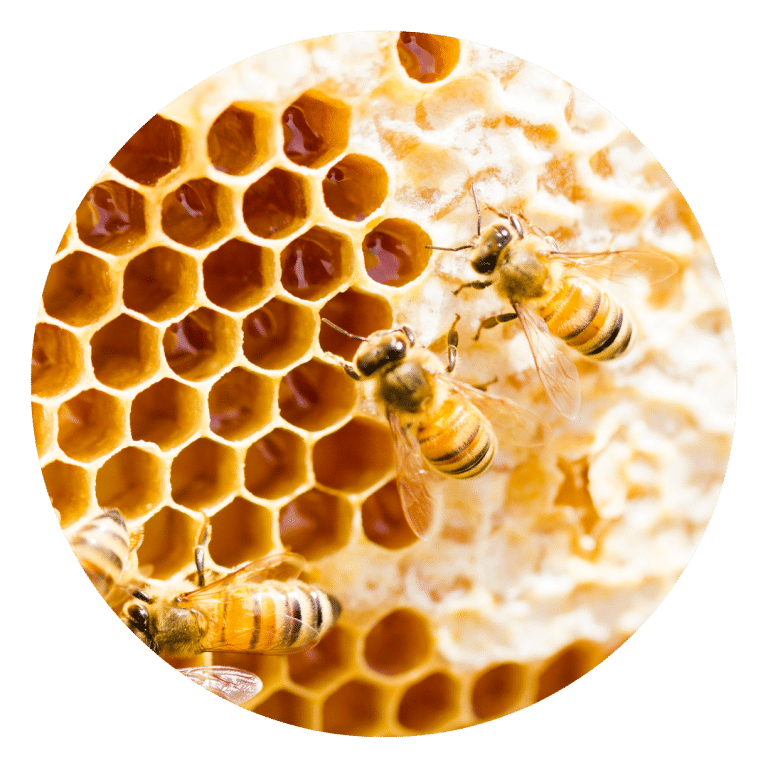 Beeswax