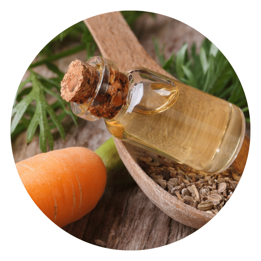 Carrot Seed Oil