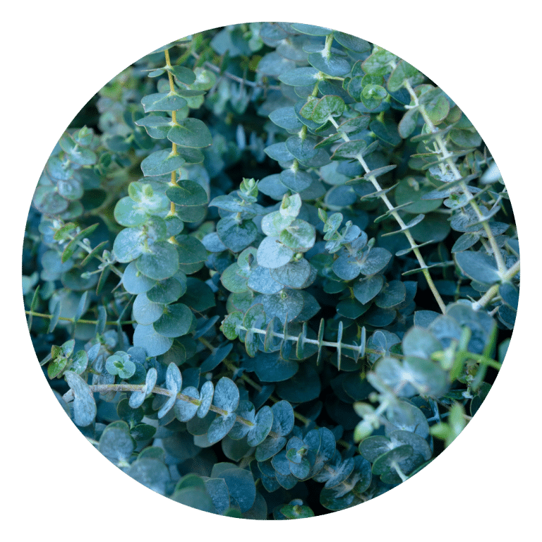 Eucalyptus Leaves