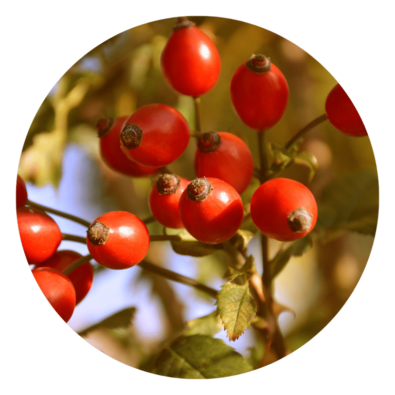 Rose Hips