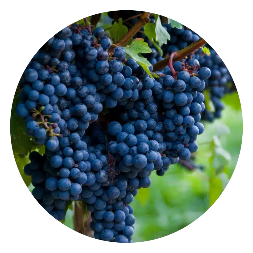 Cabernet Sauvignon Grape Skins and Seeds