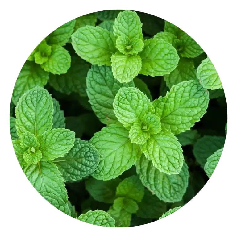 organic peppermint