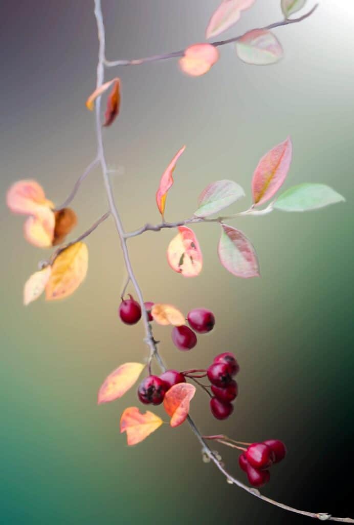 rose hip, fruits, branch, berries, rose hep, rose haw, twig, leaves, autumn, autumn leaves, autumn colors, nature, closeup, berries, leaves, leaves, autumn, autumn, autumn, autumn, autumn, autumn leaves, autumn leaves, nature