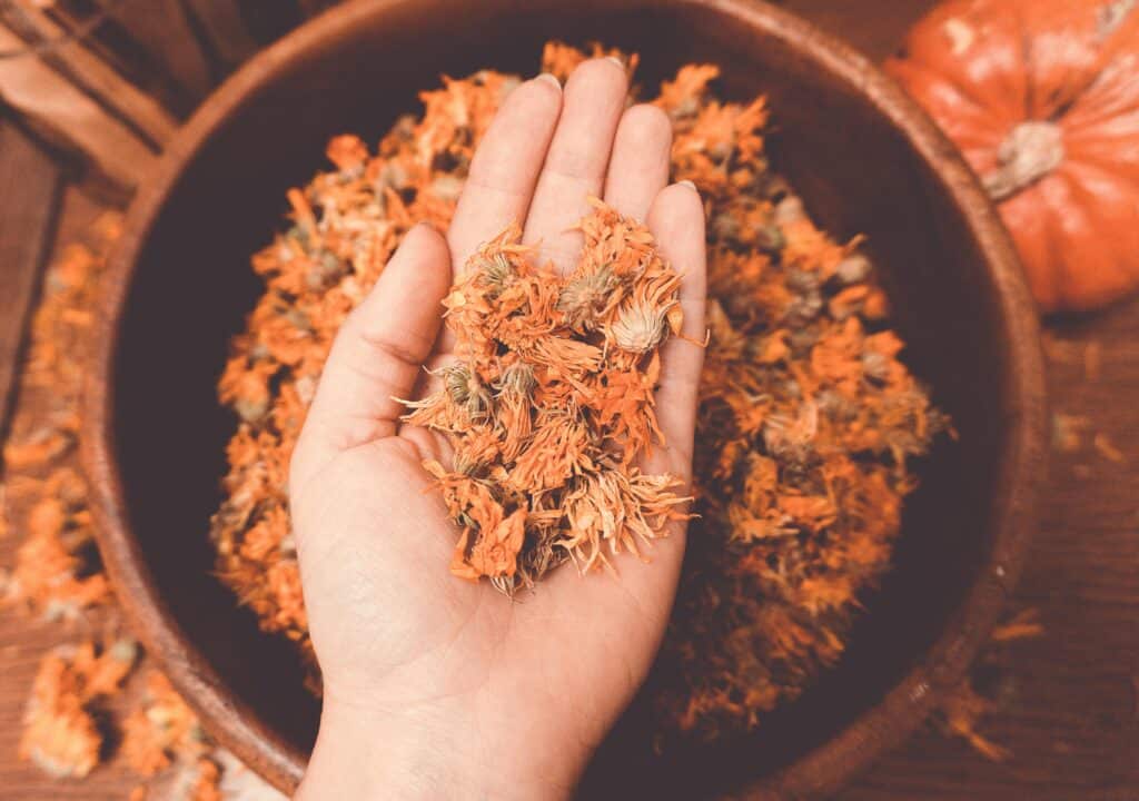 A close-up of a hand holding dried calendula flowers in a rustic wooden bowl as infusion ingredients